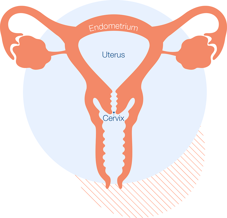 diagram of female reproductive system noting the endometrium, uterus, and cervix diagram of female reproductive system noting the endometrium, uterus, and cervix